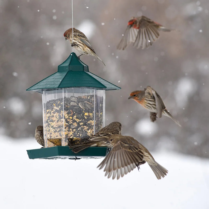 Comedouro Suspenso para Aves Silvestres